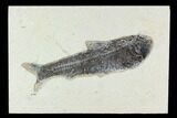 Fossil Fish (Knightia) - Green River Formation #129754-1